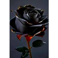 Lesen Picmondoo GmbH Bewertungen